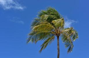 Coconut Palm Tree in a Blue Sky photo