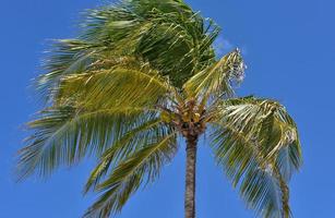 Palm Tree Blowing in the Wind with Coconuts photo