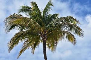 Coconut Palm Tree Against a Cloud Filled Sky photo