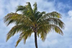 Palm Tree Against a Cloudy Sky in the Tropics photo