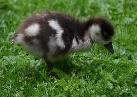 Sweet Profile of a Cute Baby Duckling in Nature photo