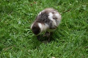 Duckling Looking for Seeds on the Ground photo
