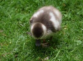 Mira de cerca a un patito bebé foto