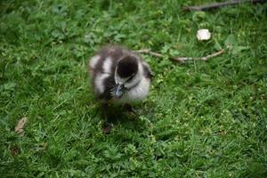 patito graznido parado cerca de un palo en la hierba foto