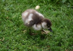 muy lindo patito emplumado esponjoso en la naturaleza foto