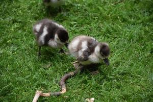 Cute Baby Ducklings Following After Each Other photo