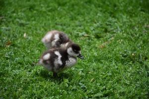 Profile of a Baby Duckling Standing Sideways in Nature photo