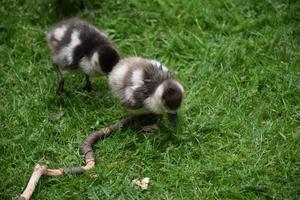 Cute Duckling Climbing Over a Stick in the Grass photo