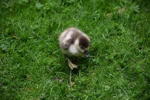 patito bebé muy lindo caminando en la hierba verde foto