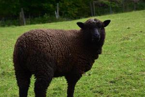 A Look Into the Face of a Brown Romney Sheep in a Field photo