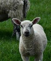 White Sheep with Black Speckles on His Face in a Field photo