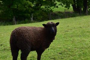 Shaggy Brown Sheep Standing in a Grass Field on a Farm photo