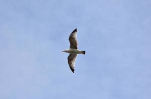 Beautiful Seagull Flying with a Wide Wingspan photo