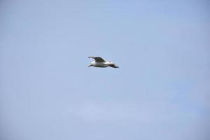 A Seagull in Flight Against a Blue Sky photo