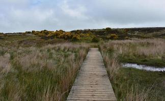 Elevated Wood Plank Platform Through the Moors photo