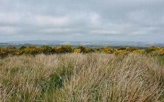 Landscape with Hay in Moorland with Gorse Bushes in England photo