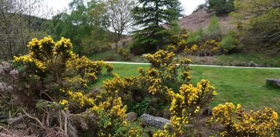 Path with Gorse On One Side and Tree Lined on the Other photo