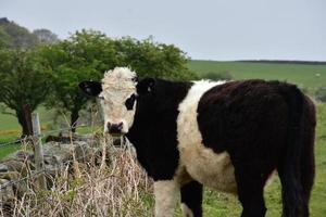 Adorable Calf Looking Back Over His Shoulder photo