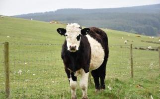 Adorable Black and White Galloway Calf in a Field photo