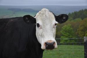 vaca de cabeza blanca y cuerpo negro foto