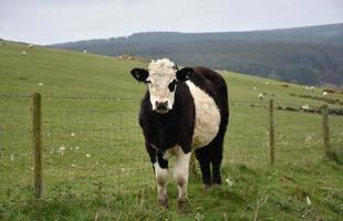 Young Black and White Belted Galloway Calf photo