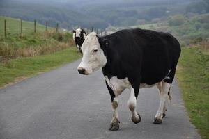 vaca grande serpenteante lenta moviéndose a un nuevo pasto foto