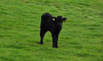 Cute Black Calf Standing in a Lush Grass Field photo