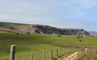 Cows Grazing Along the Sea Cliffs of Robin Hood's Bay photo