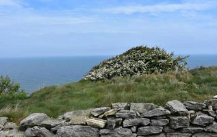 White Scrub Bush Flowering Along the Sea Cliff photo