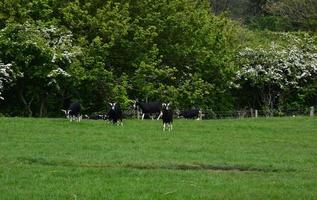 Cute Black and White Goats Standing in a Field photo