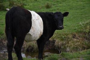 Black and White Belted Galloway Standing Near a Creek photo