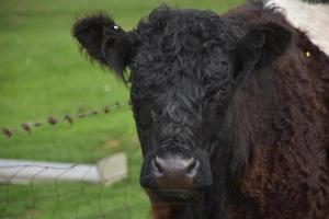 mirando el dulce rostro de una vaca galloway con cinturón foto