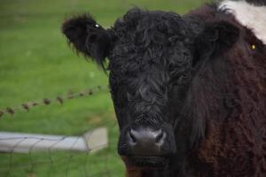 Looking Directly into the Face of a Belted Galloway Calf photo