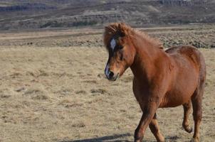 caballo castaño al trote en un campo foto