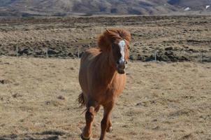 hermoso caballo islandés al galope foto