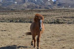 caballo castaño galopando en islandia foto