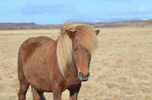 Pretty Palomino Horse photo
