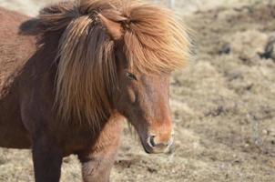Beautfiul Face of an Icelandic Horse photo