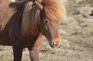 Sweet Icelandic Chestnut Horse photo