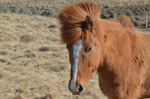 Chestnut Horse with a White Blaze on His Face photo