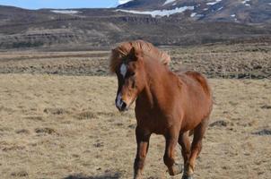 caballo islandés al galope castaño foto