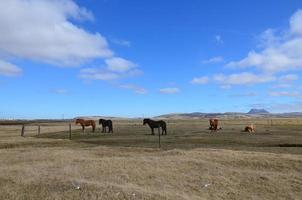Group of beautiful Icelandic horses fenced in photo