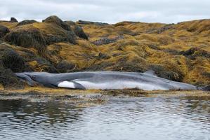 Dead Minke Whale on a Reef photo