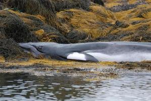 Beached Minke Whale photo