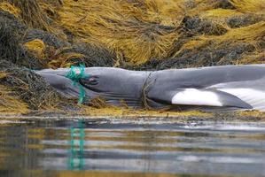 red de pesca enredada en la boca de una ballena foto