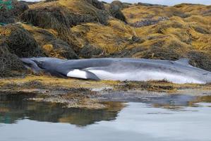 Deceased Minke Whale On Rocks and Seaweed photo