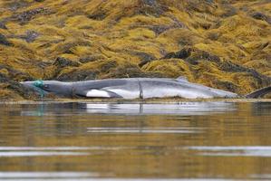 Whale Caught in a Fishing Net photo