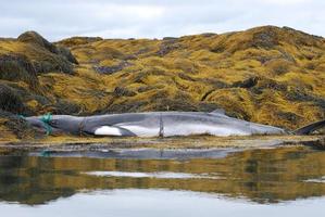 Minke Whale Tangled in a Fishing Net photo