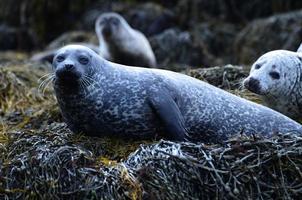 linda foca descansando sobre algas en las costas de Escocia foto