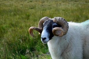 grandes ovejas con cuernos en los campos de Escocia foto